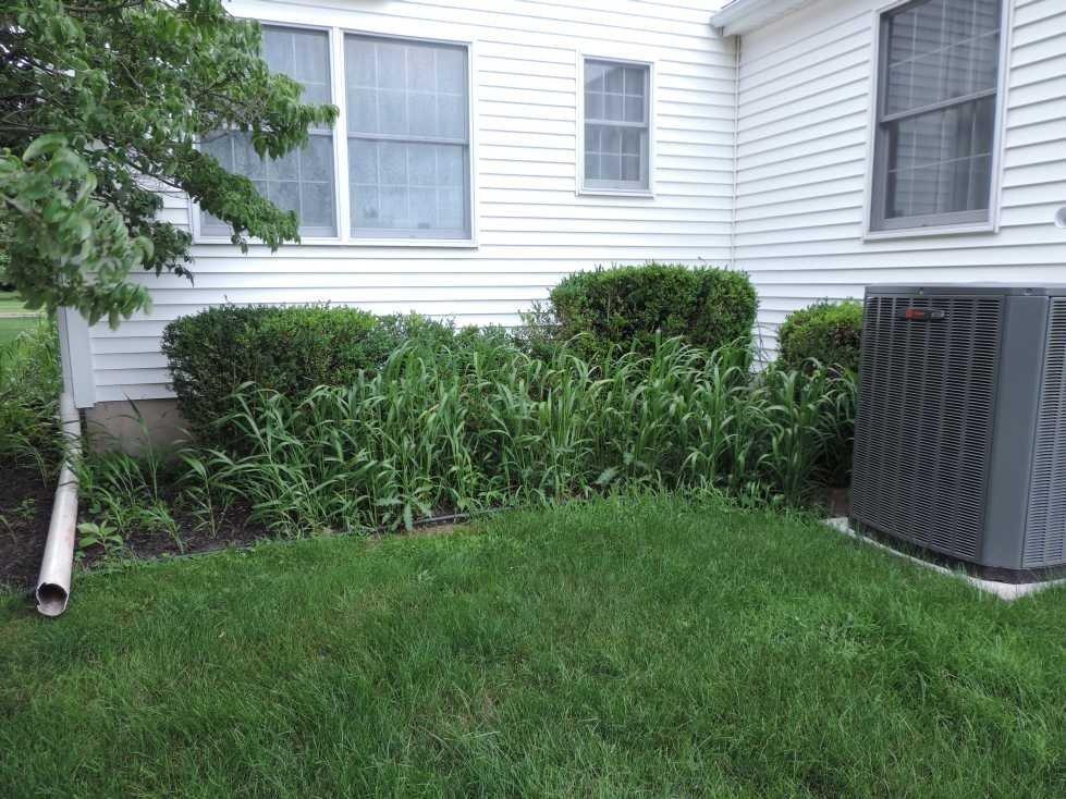 Sun Joe SDJ616 13-Amp Electric Leaf Mulcher/Shredder 13-Amp 16:1 Reduction Ratio, 8,000-RPM, Mulch up to 55-Gallons per Minute, Adjustable Control Dial customer photo 1