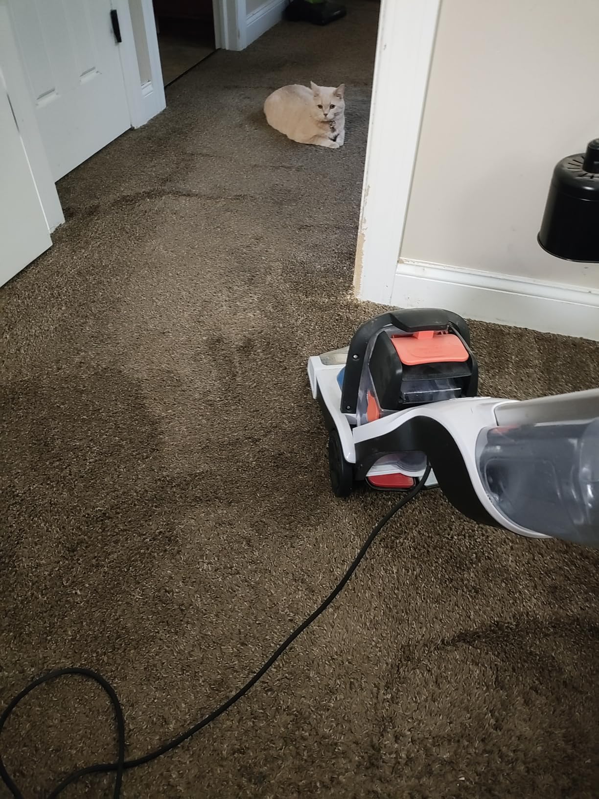 Resolve Ultra Pet Carpet Cleaner Spray, Pet Stain Remover, 32oz customer photo 2