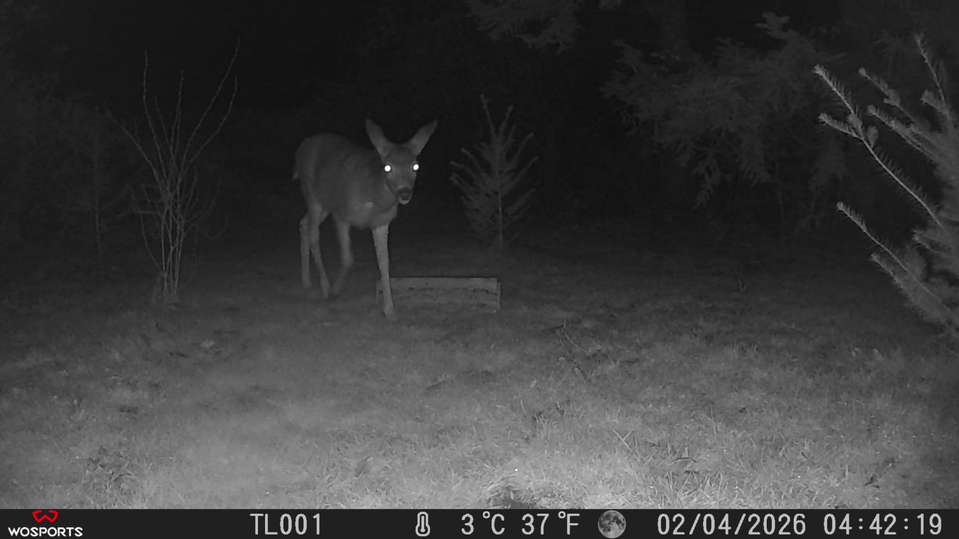 WOSPORTS Trail Camera(Non-Cellular Non-WiFi) 64MP 4K 0.2S Trigger Motion Activated, Game Camera with No-Glow Night Vision 2.0''LCD 120°Wide for Outdoor Scouting Wildlife Monitoring Home Security customer photo 2