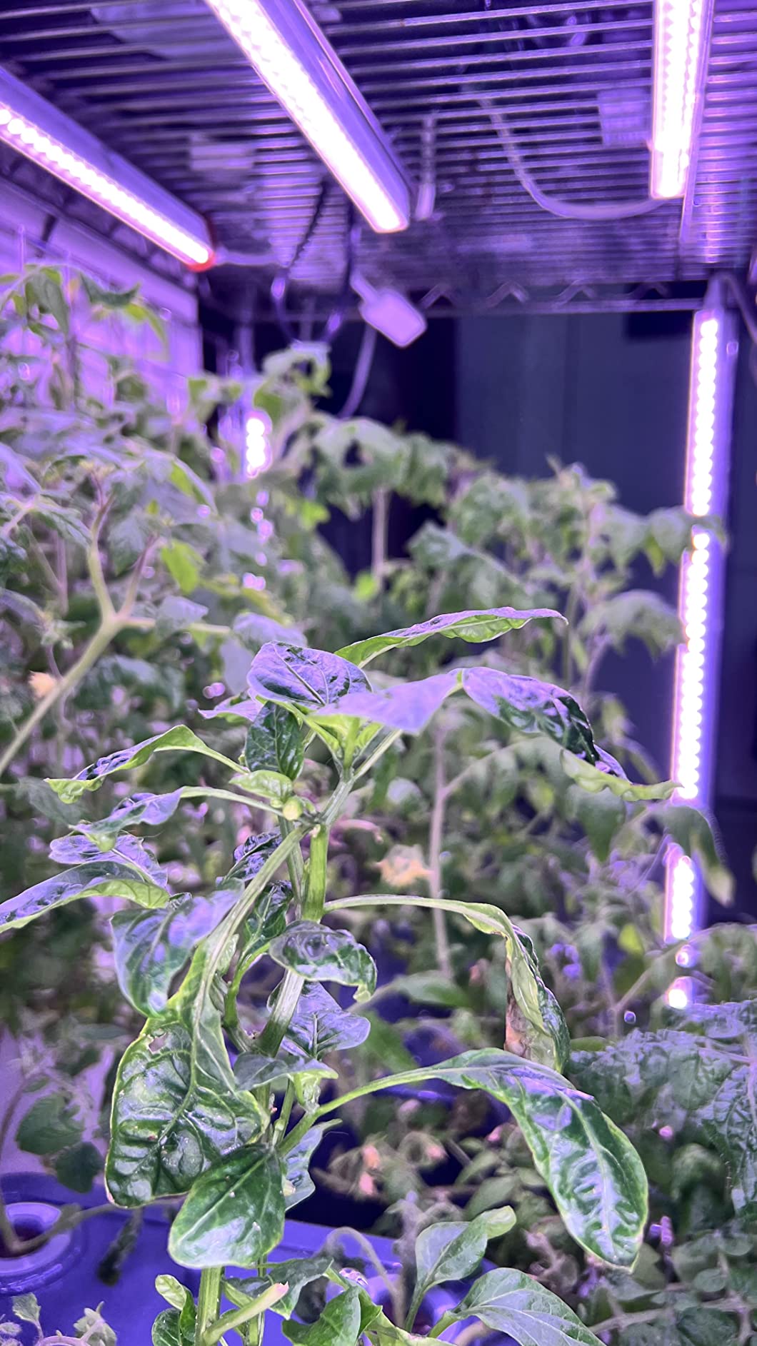 Barrina T5 Grow Light, 5000K White Full Spectrum LED Grow Light 2ft, 8 Pack customer photo 1