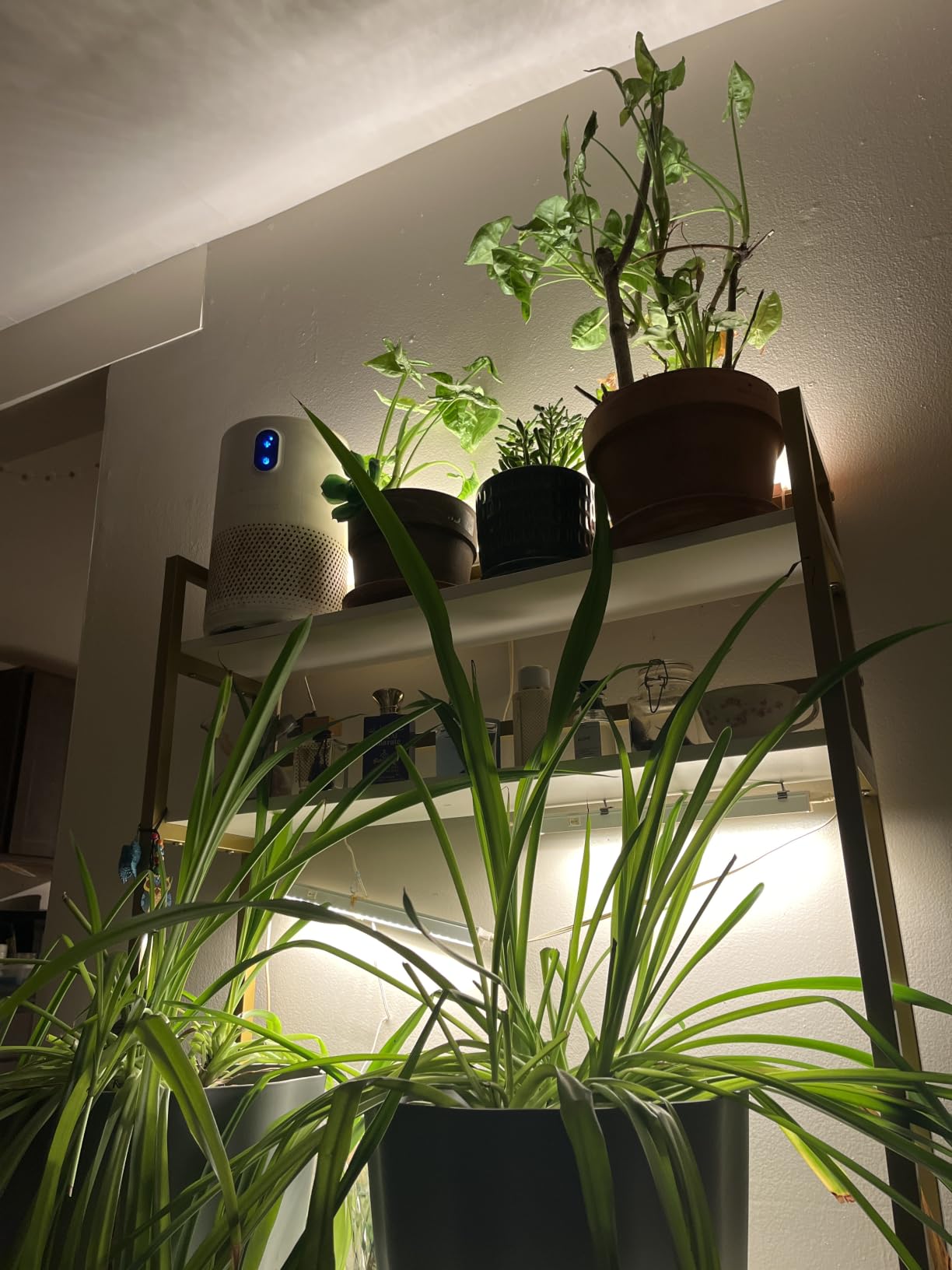 Barrina T5 Grow Light, 5000K White Full Spectrum LED Grow Light 2ft, 8 Pack customer photo 2