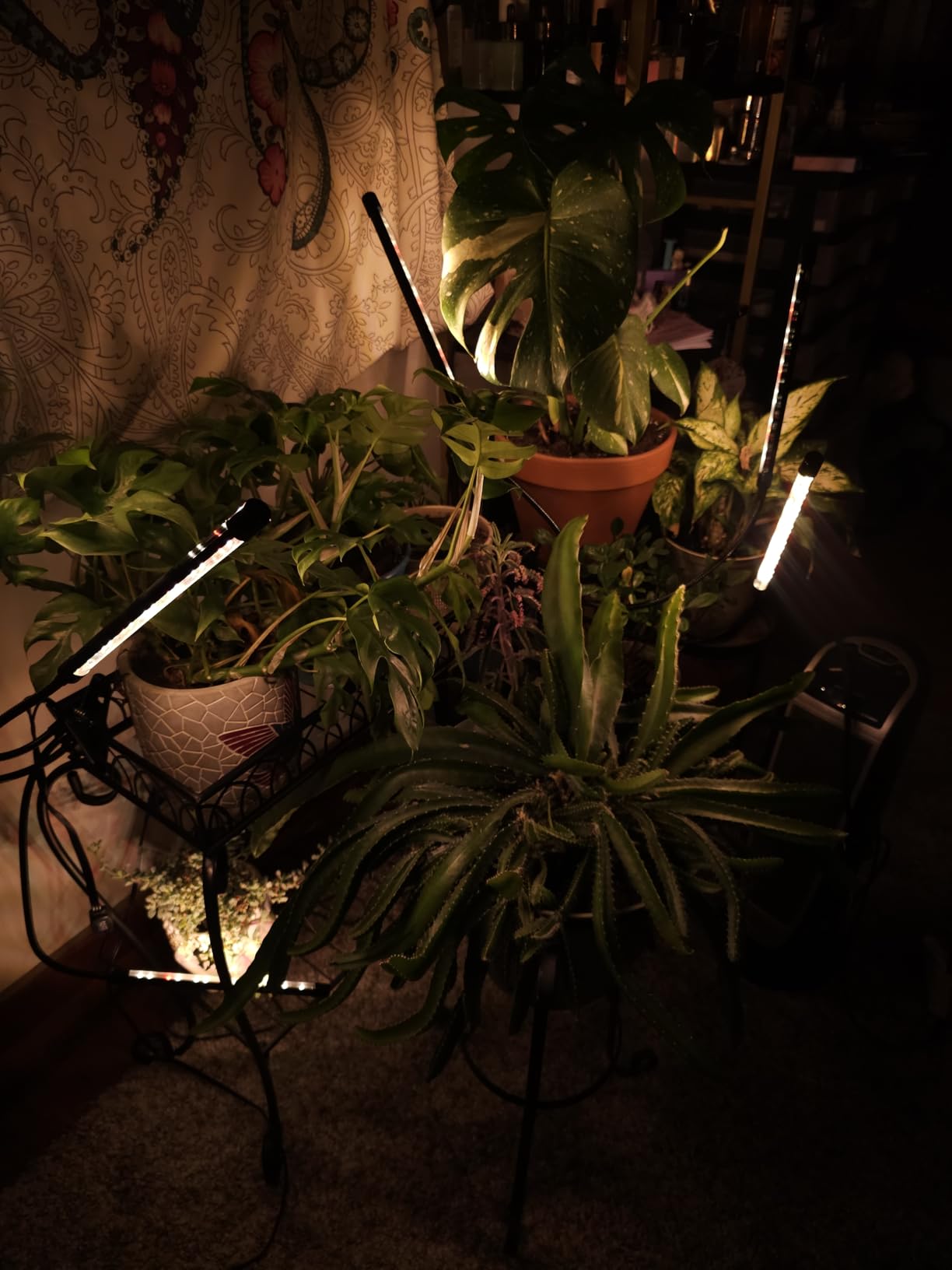 Grow Lights for Indoor Plants, Full Spectrum Tri-Head Clip Plant Lights customer photo 1