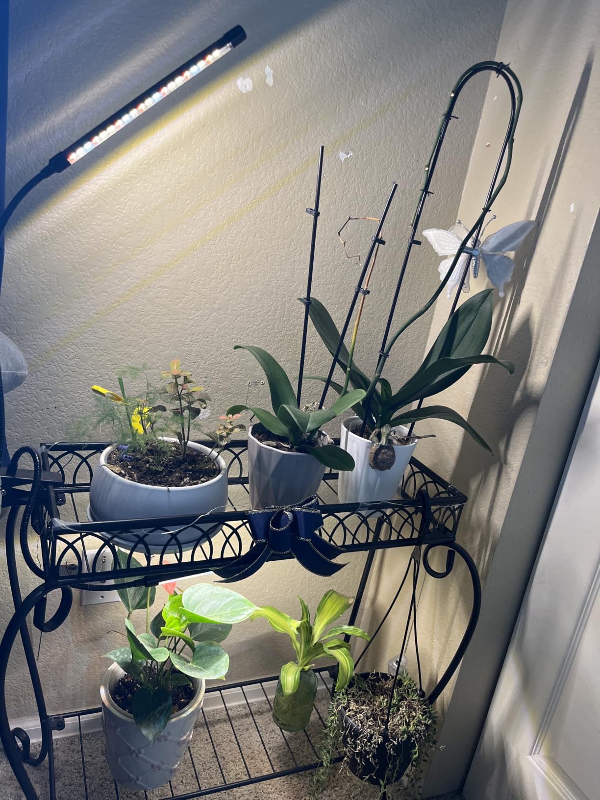 Grow Lights for Indoor Plants, Full Spectrum Tri-Head Clip Plant Lights customer photo 2