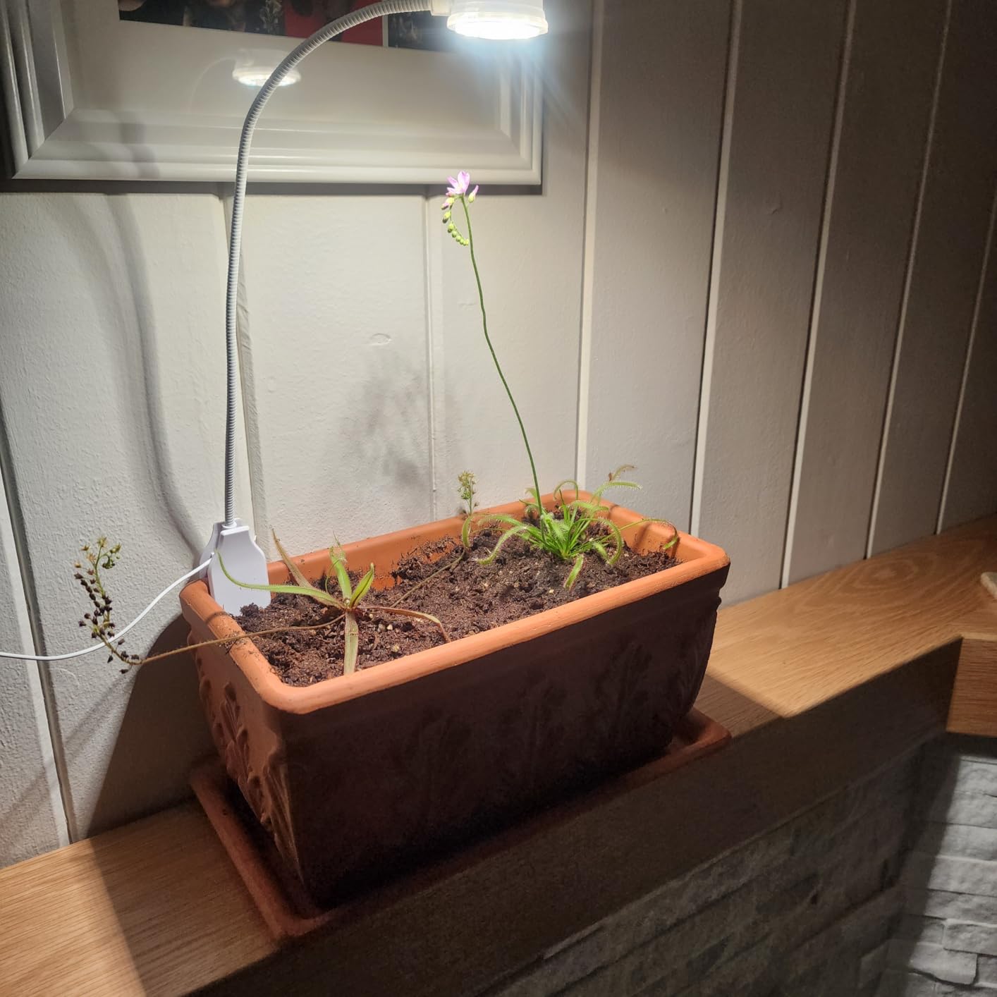 SANSI Grow Lights for Indoor Plants, Pot Clip-On Plant Light, 1-Pack customer photo 2