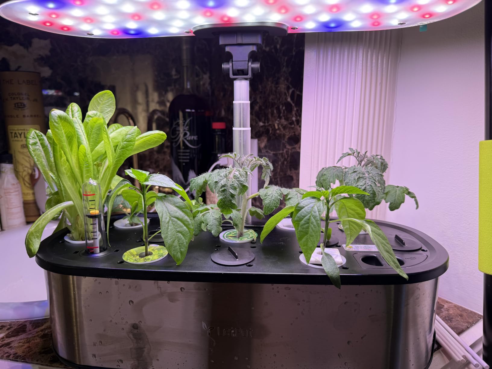 LETPOT LPH-SE Hydroponics Growing System, 12 Pods Smart Herb Garden Kit Indoor, Indoor Garden, APP & WiFi Controlled, with 24W Growing LED, 5.5L Water Tank, Pump System, Automatic Timer customer photo 2