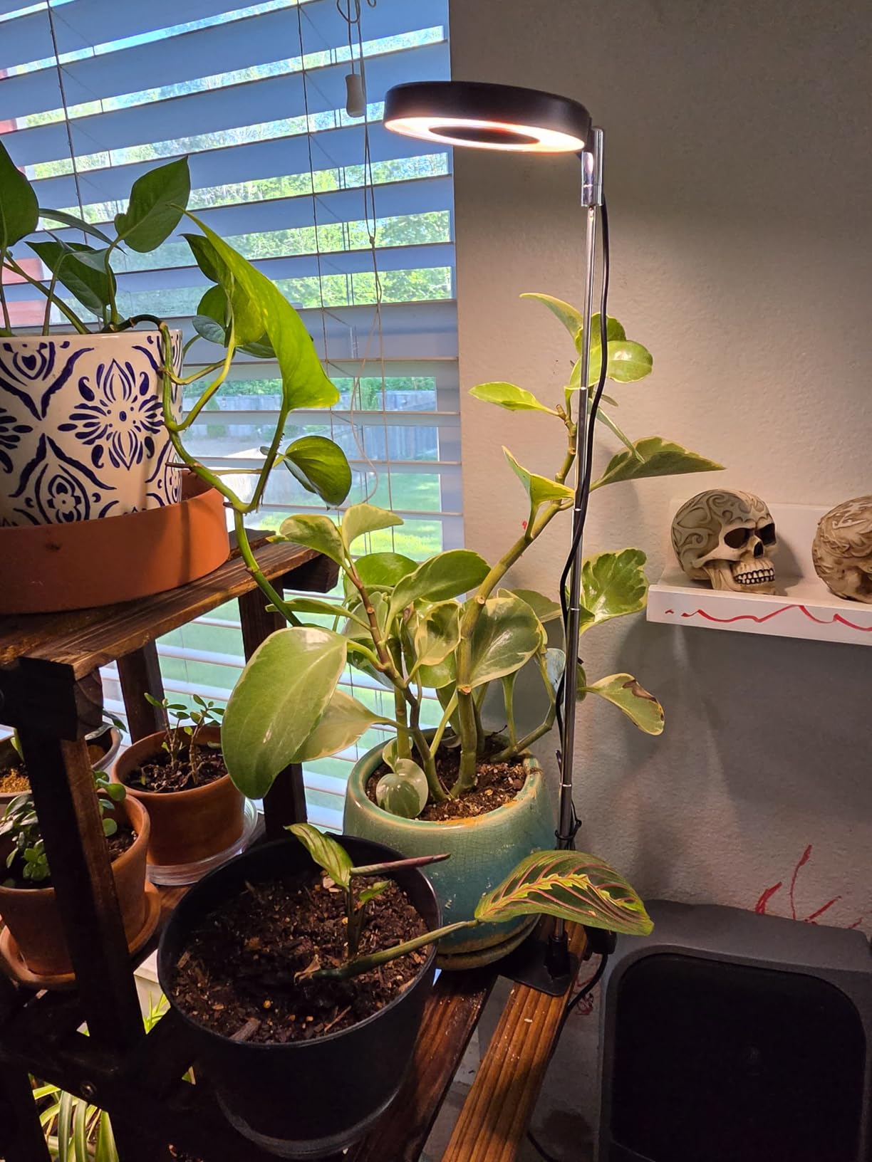 Aokrean Grow Lights for Indoor Plants, Full Spectrum Plant Light with Base customer photo 1