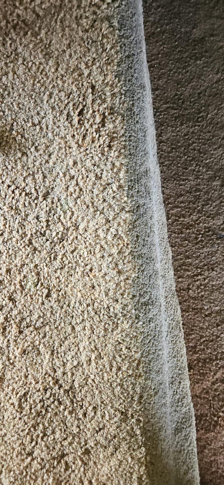 BISSELL TurboClean Pet XL Upright Carpet Cleaner, 3746 customer photo 1