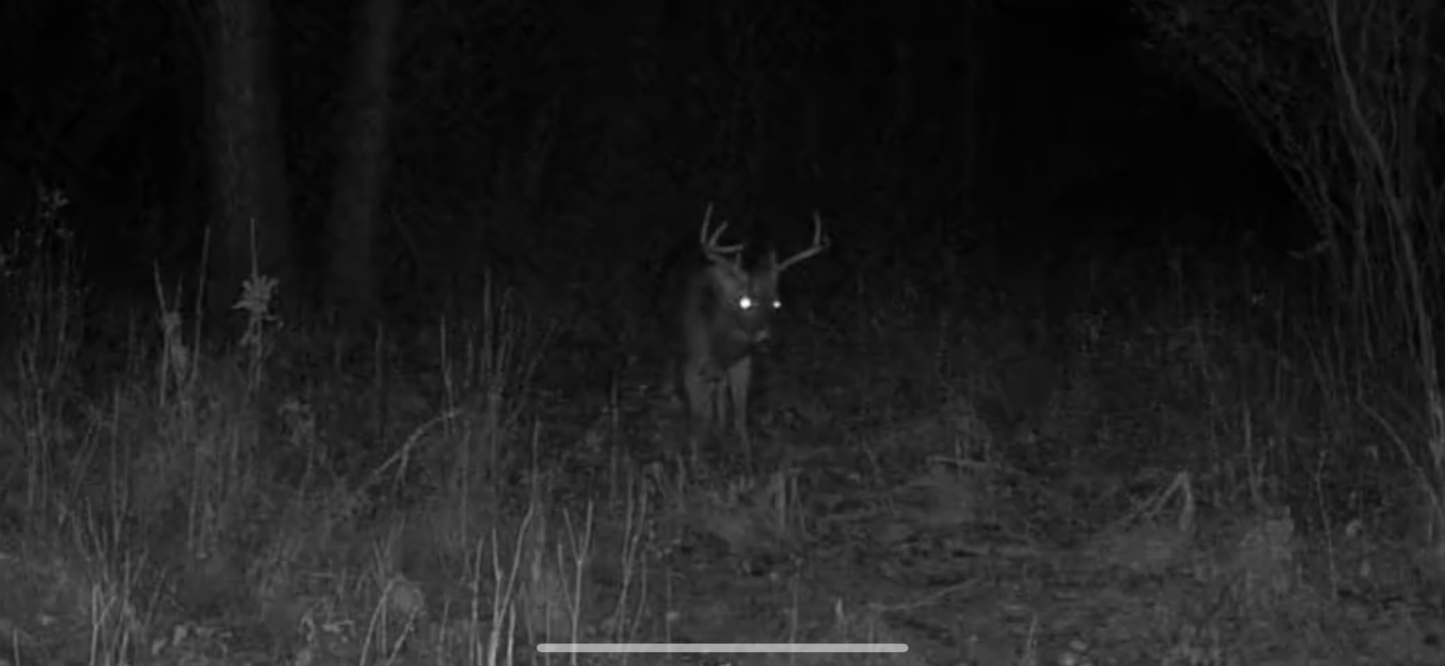 SEHMUA Trail Camera, 2K HD Live Streaming Game Camera AI Animal Detection customer photo 1