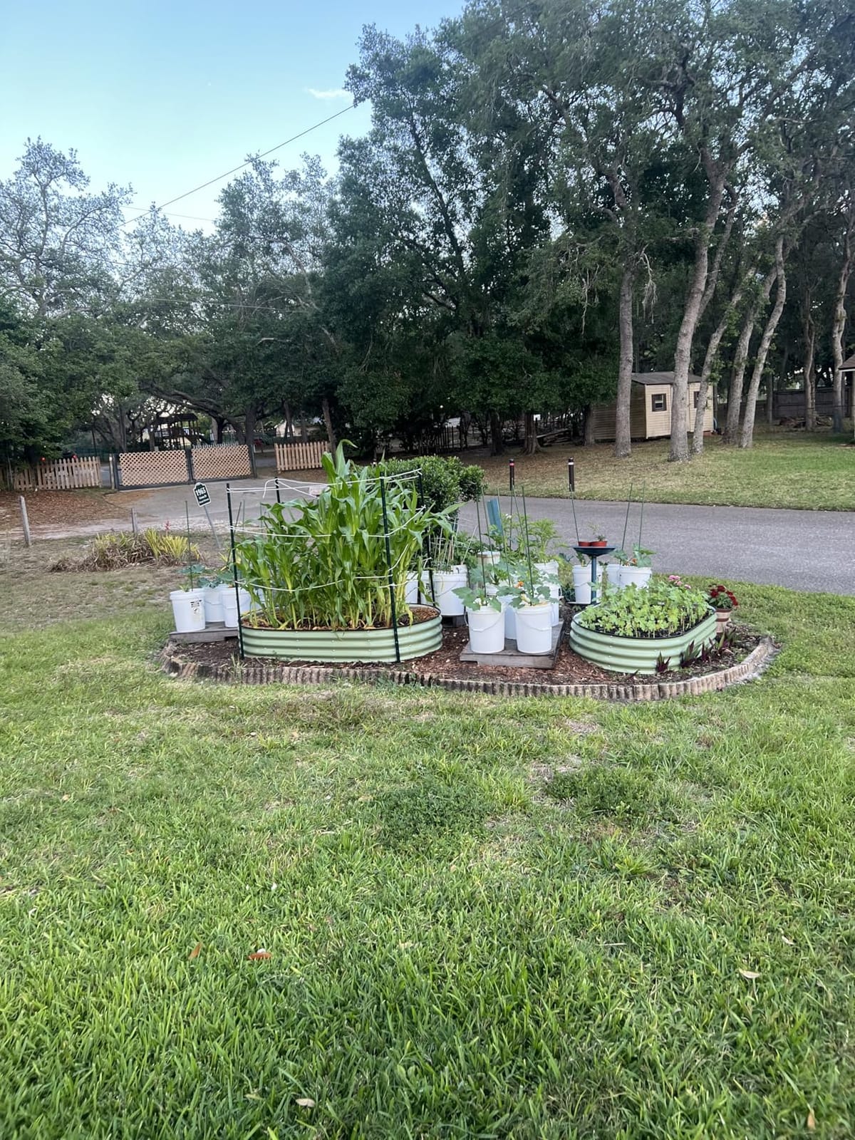 Winpull Raised Garden Bed Kit, 4x2x1 ft Galvanized Planter Box Outdoor with Safety Edging, Large Metal Raised Beds for Gardening Vegetables Flower Herb (Avocado Green) customer photo 2