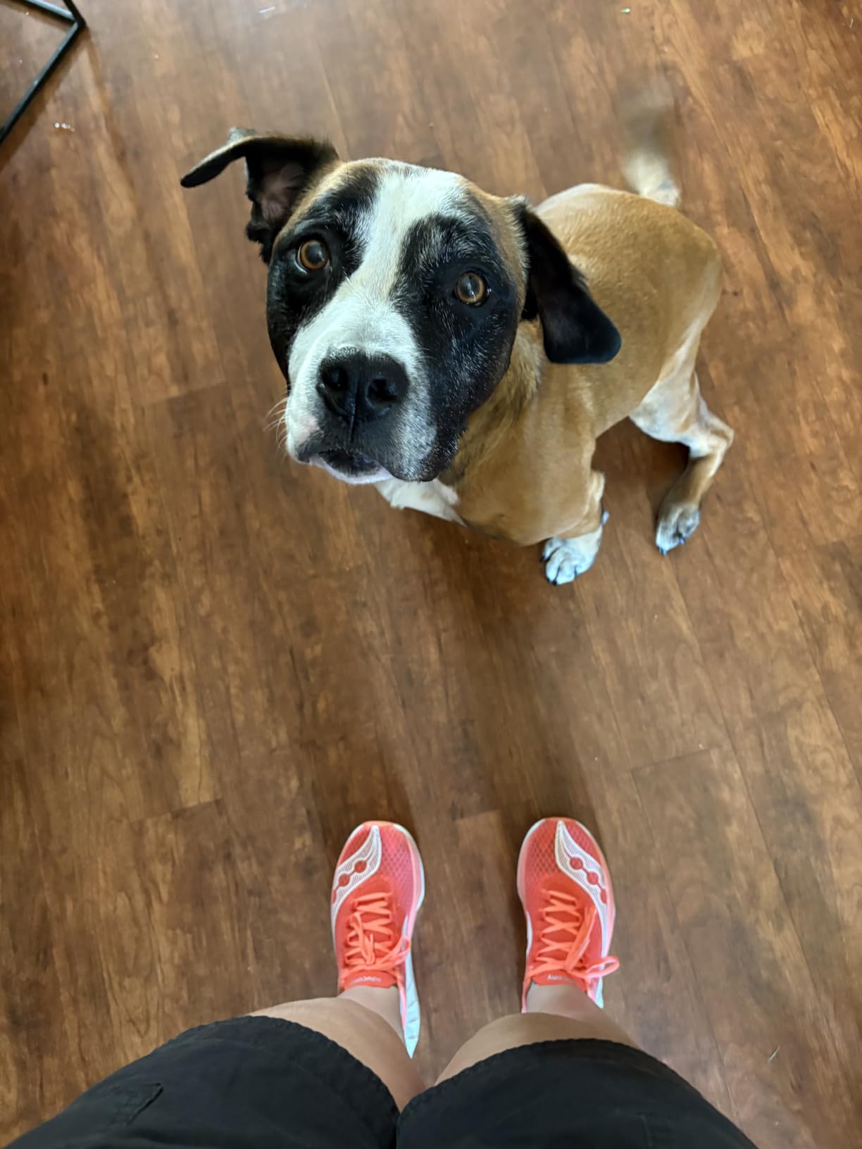 Saucony Women's Endorphin PRO 4 Sneaker customer photo 1