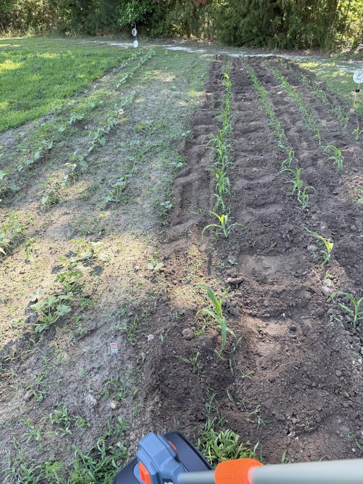Cordless Tiller Cultivator for Gardening, Battery Powered Garden Rototiller customer photo 2