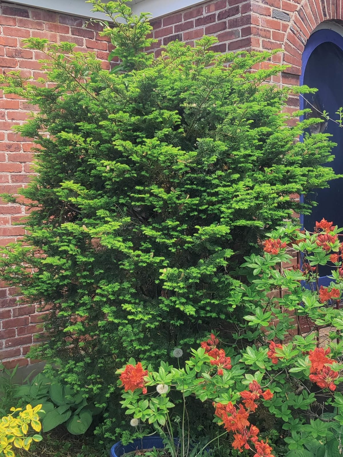 22 inch Hedge Trimmer Cordless with 2 Battery and Charger, 20V Bush Trimmer customer photo 1