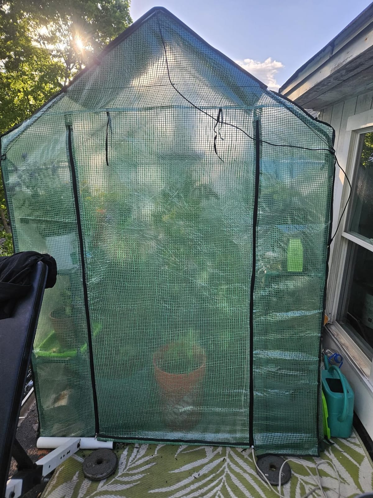 Greengro Greenhouse, 57 x 85 x 76'' Portable Green House for Outdoor Indoor customer photo 2