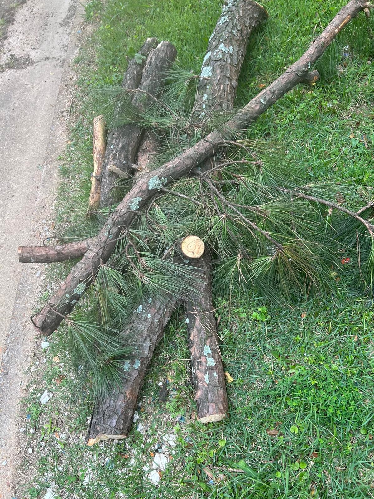 SEESII 2-in-1 Electric Pole Saws for Tree Trimming, Brushless Motor customer photo 2