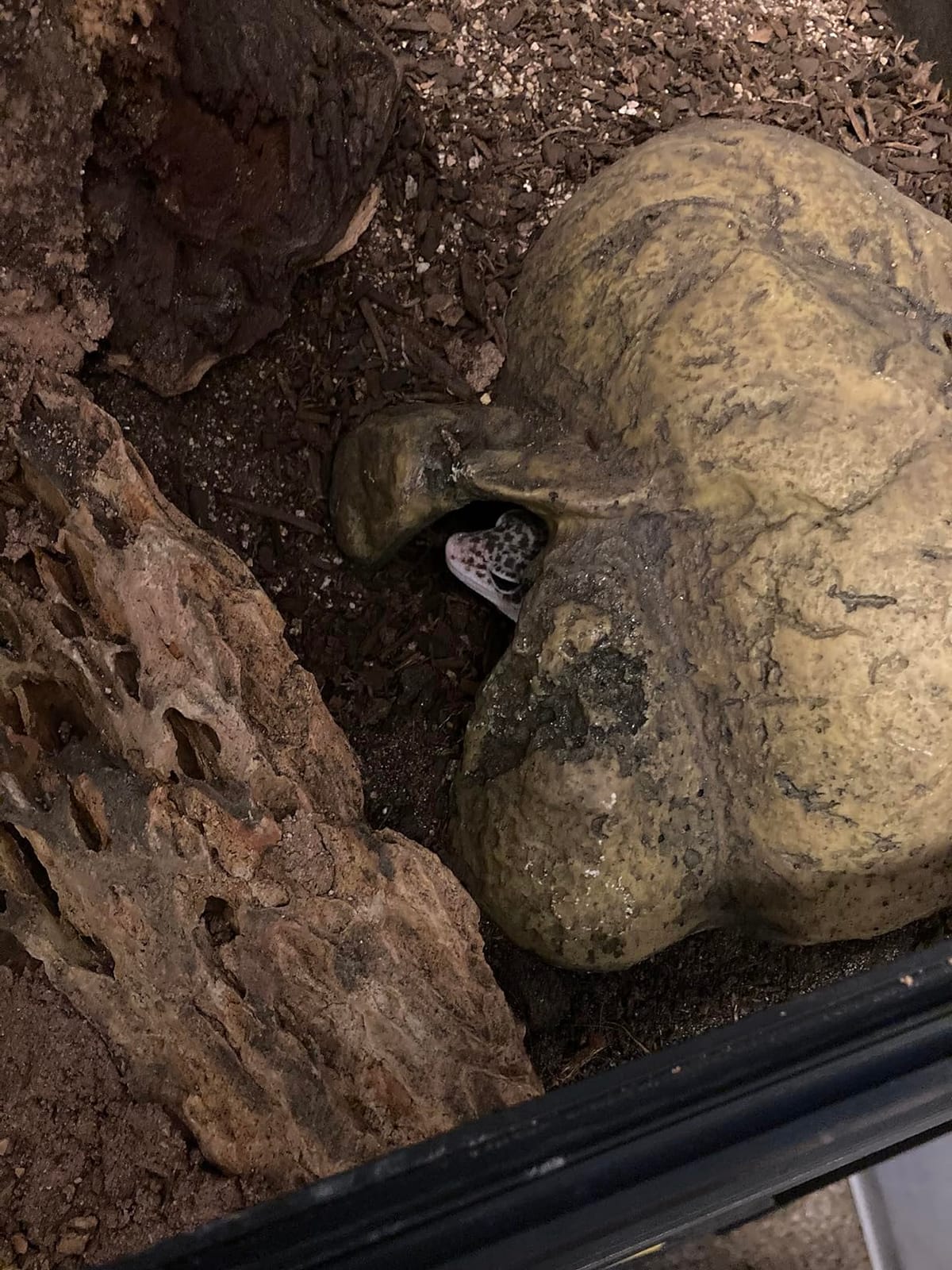 Exo Terra Reptile Cave - Large customer photo 1