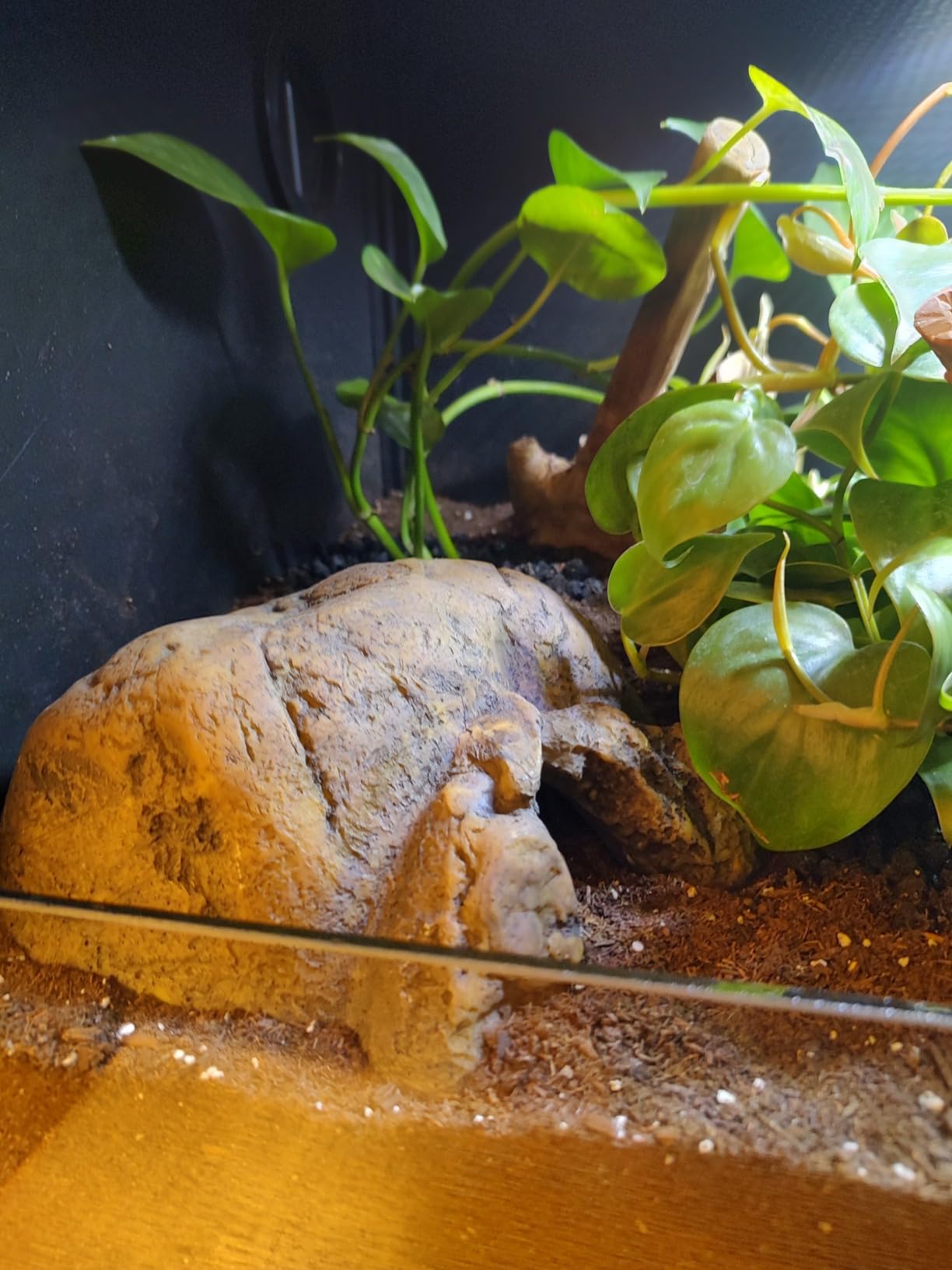 Exo Terra Reptile Cave - Large customer photo 2