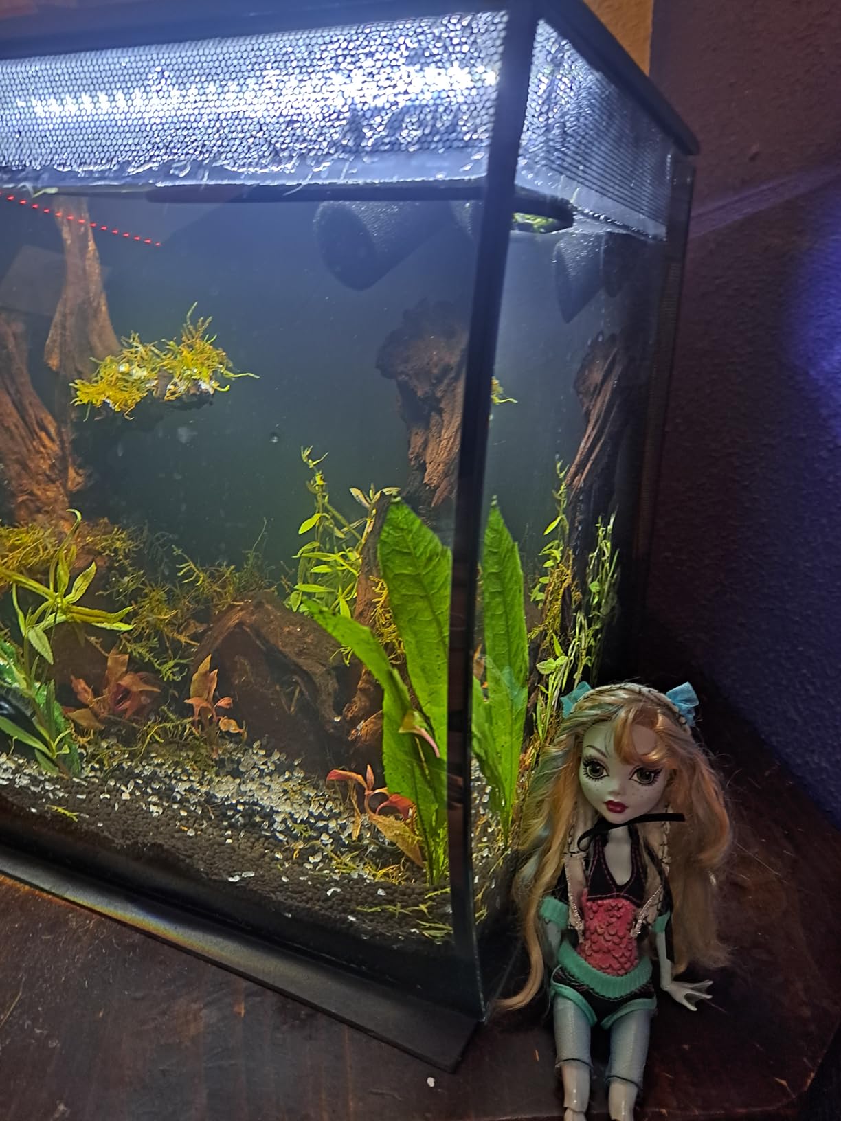 Fluval Flex 57 - 15 Gallon Nano Glass Aquarium Kit customer photo 2