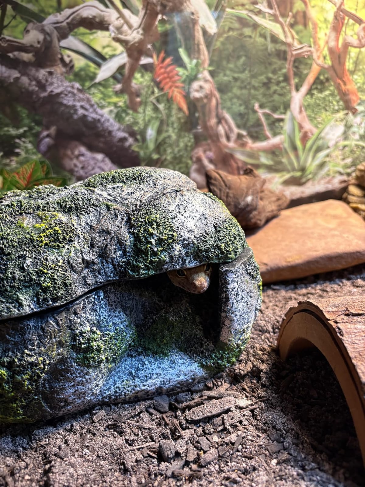 Zilla Rock Lair Naturalistic Hide for Snakes and Lizards, Large customer photo 1