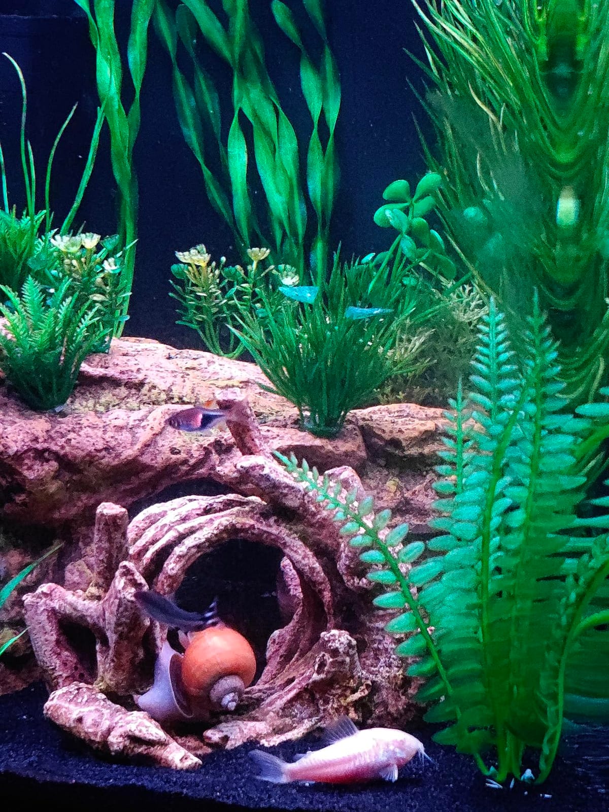 Coralife LED Biocube Aquarium Starter Kit, 16 Gallon Tank for Beginners customer photo 2