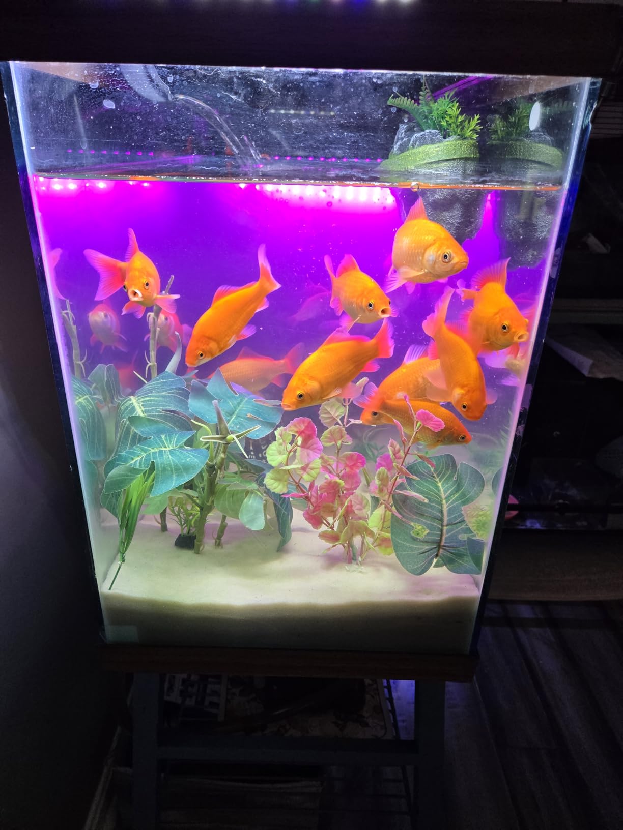 Aqueon QuietFlow Canister Aquarium Filter, Up to 55 Gallons (ECOM) customer photo 2