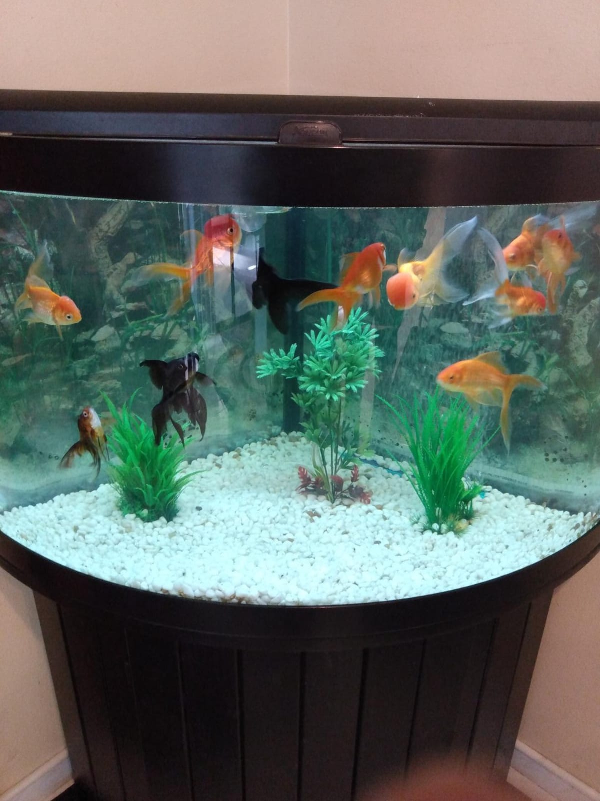 Biohome Ultimate Filter Media (1 LB) Premium Aquarium & Pond Filtration customer photo 2