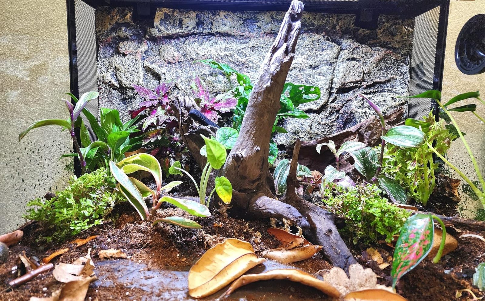 REPTI ZOO 34 Gallon Large Reptile Glass Terrarium Tank with Foam Backgrounds,Double Hinge Door with Screen Ventilation Reptile Terrarium 24