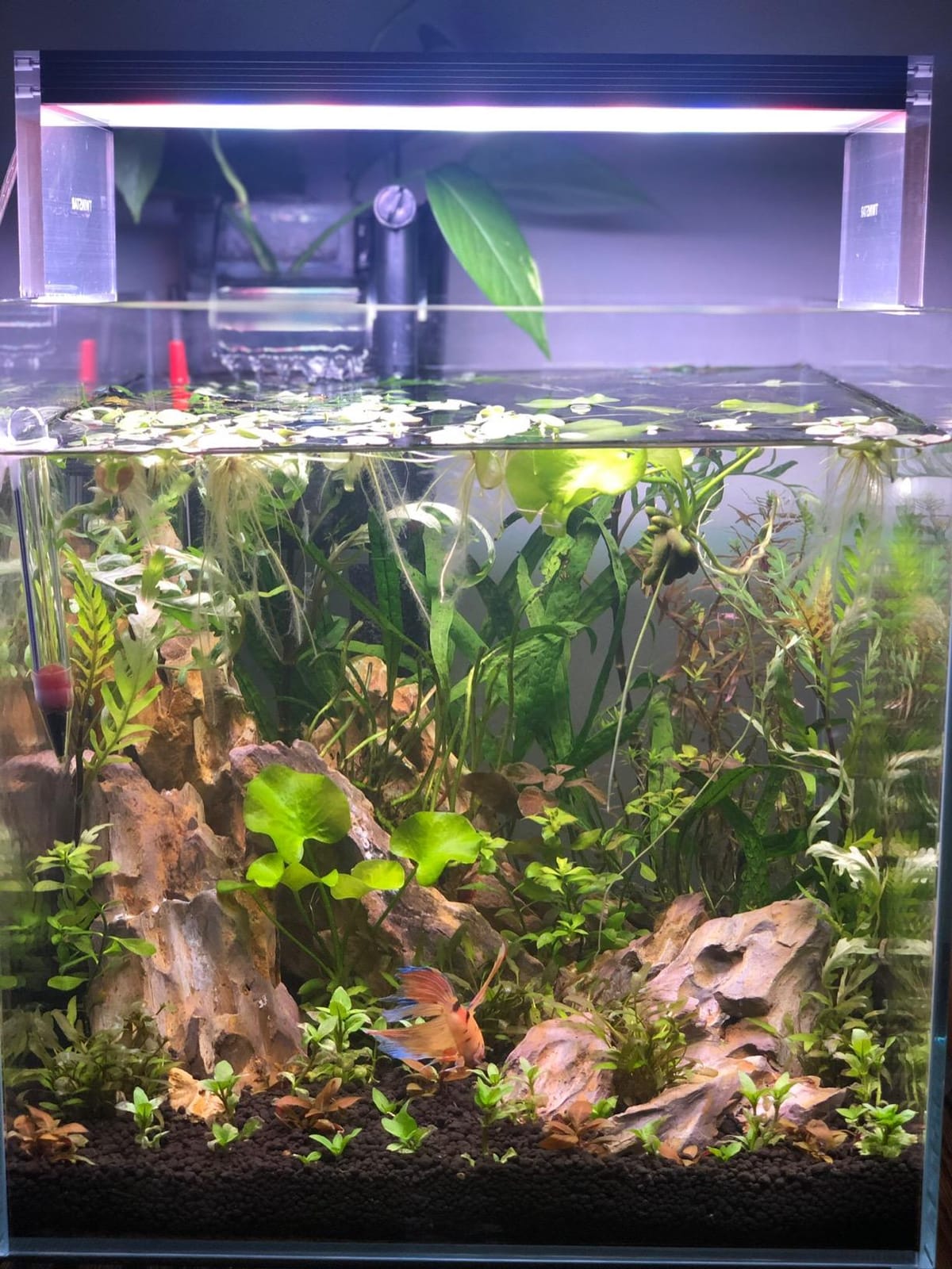 | BEGONDIS Rimless Low-Iron Glass Aquarium, 9.5 Gal, 17.7 × 11 × 11.8 in customer photo 2