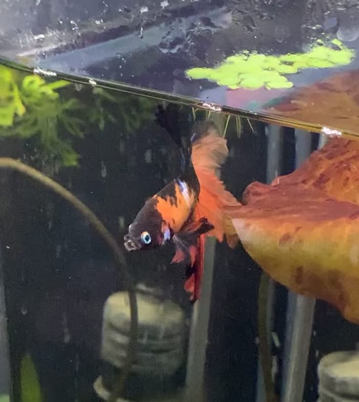 NICREW Clip-on Planted Aquarium Light for Fish Tank customer photo 2