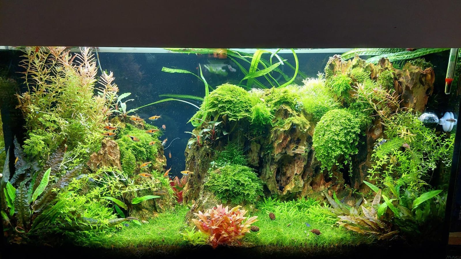 Freesea Automatic Fish Feeder for Aquarium: One-Touch Easy Setup & 3 Timers customer photo 2