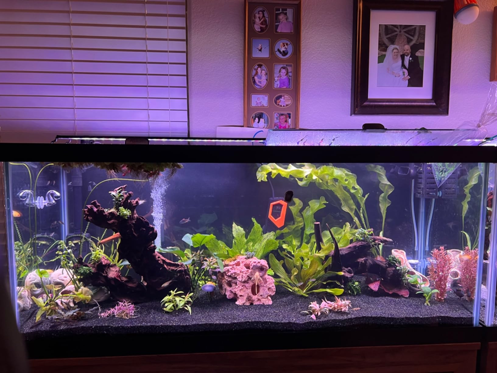 HITOP 600W Titanium Aquarium Heater - Digital Fish Heater with LED Temp Display and External Controller, for Large Fish Tank 75~180Gallon customer photo 2