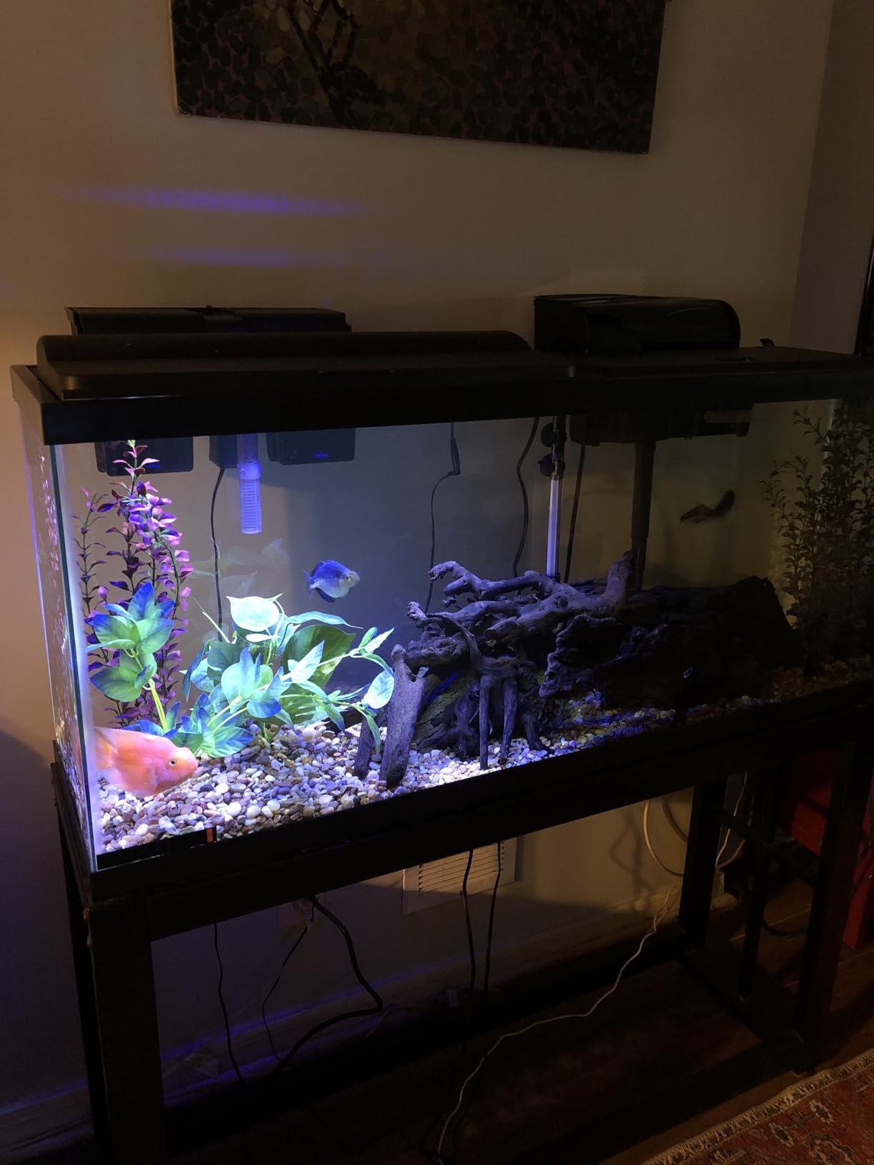 Tetra LED 10 Gallon Complete Fish Tank Kit customer photo 1