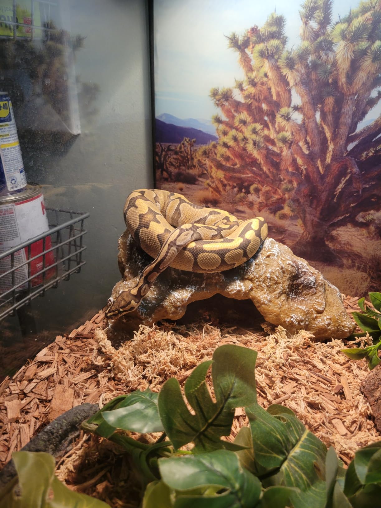 Reptile Hide Bearded Dragon Cave Hideouts Habitat Décor for Snake (Medium) customer photo 1