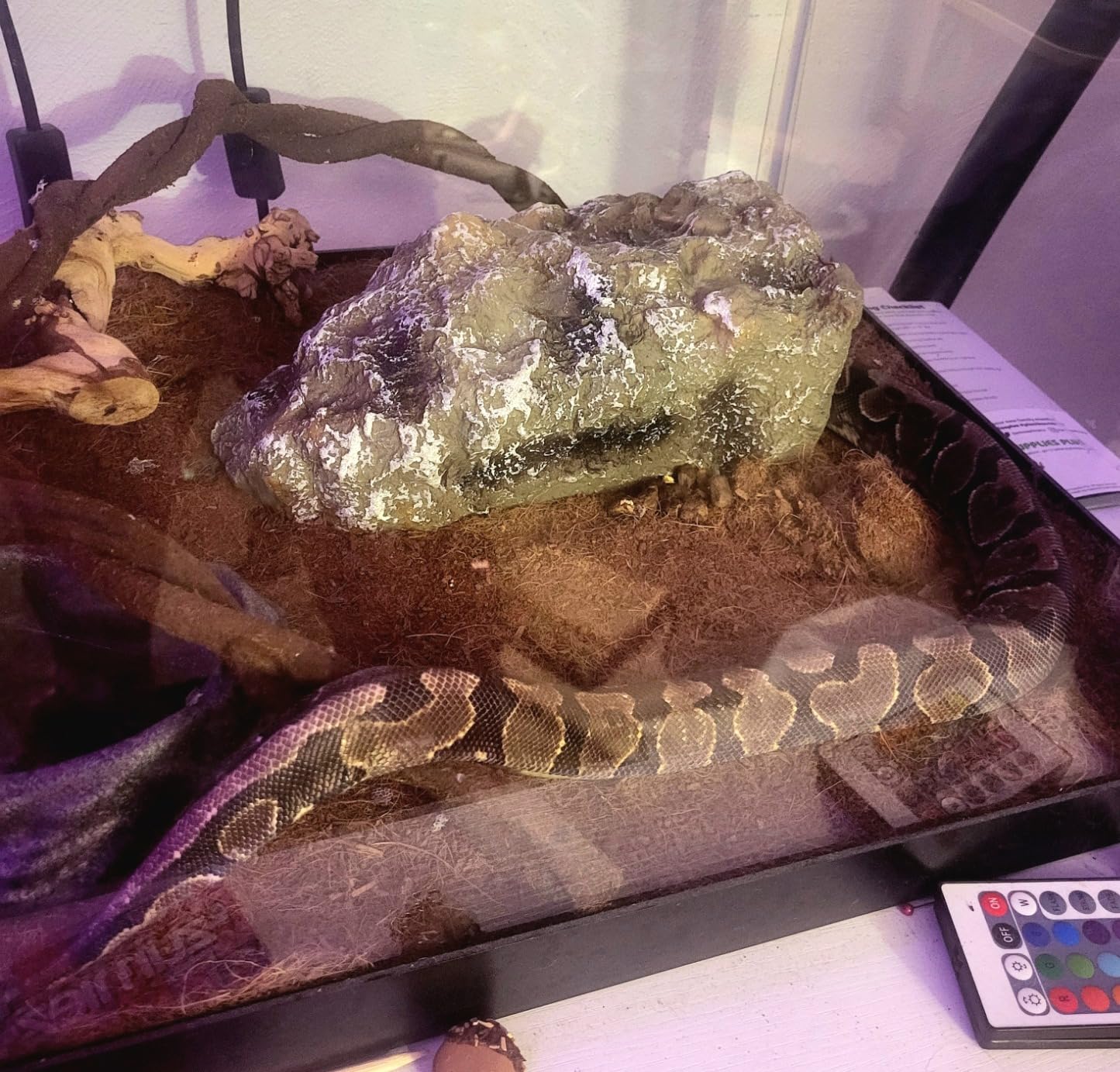 Reptile Hide Bearded Dragon Cave Hideouts Habitat Décor for Snake (Medium) customer photo 2