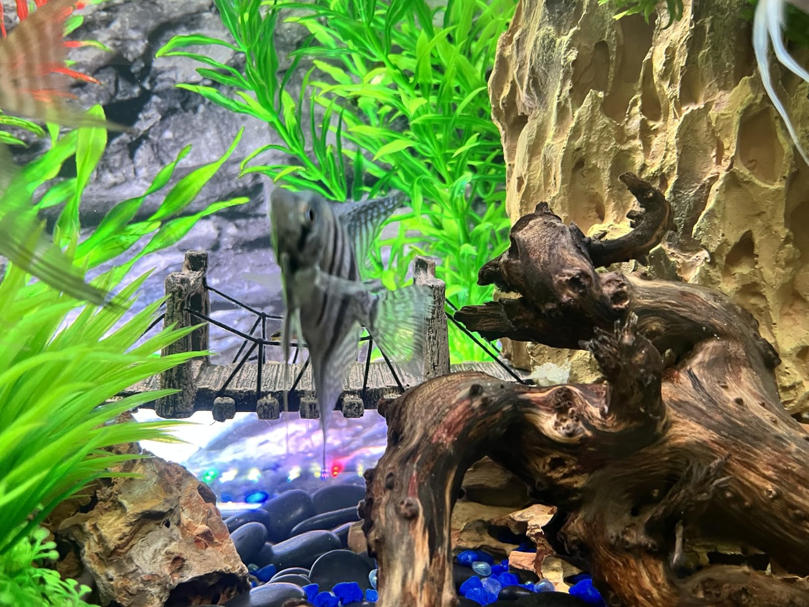 Fluval FX2 High Performance Canister Aquarium Filter customer photo 2