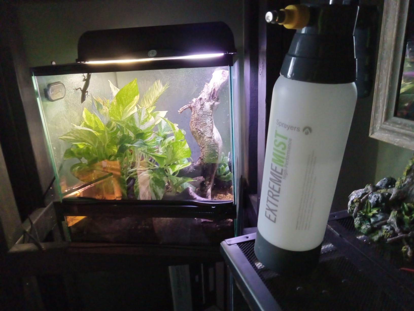 Reptile Mister 20 oz by ExtremeMist | Terrarium Humidity Sprayer customer photo 2
