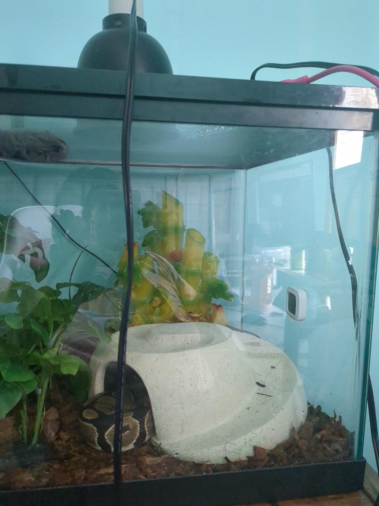 Fluker's Deep Thermal Heat Lamp for Reptiles with Carbon Infrared Technology, for All Reptile Tanks, Great for Basking, 100 Watt customer photo 1