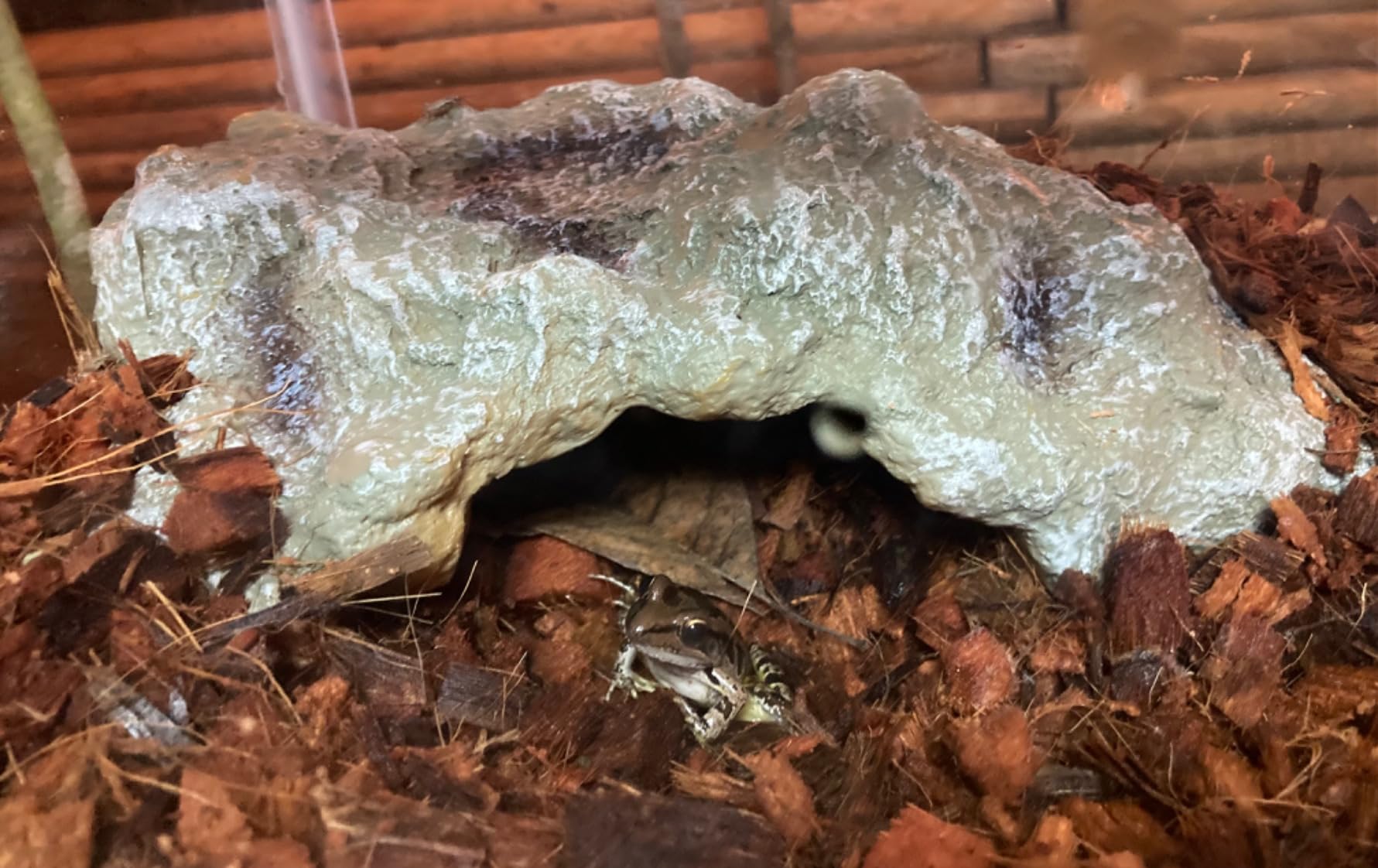 IBWell Resin Leopard Gecko Hide, True to Nature Reptile Rock for Bearded Dragon Hideout Snake Hides for Ball Pythons, Tortoise House Terrarium DÉCor - Small customer photo 2