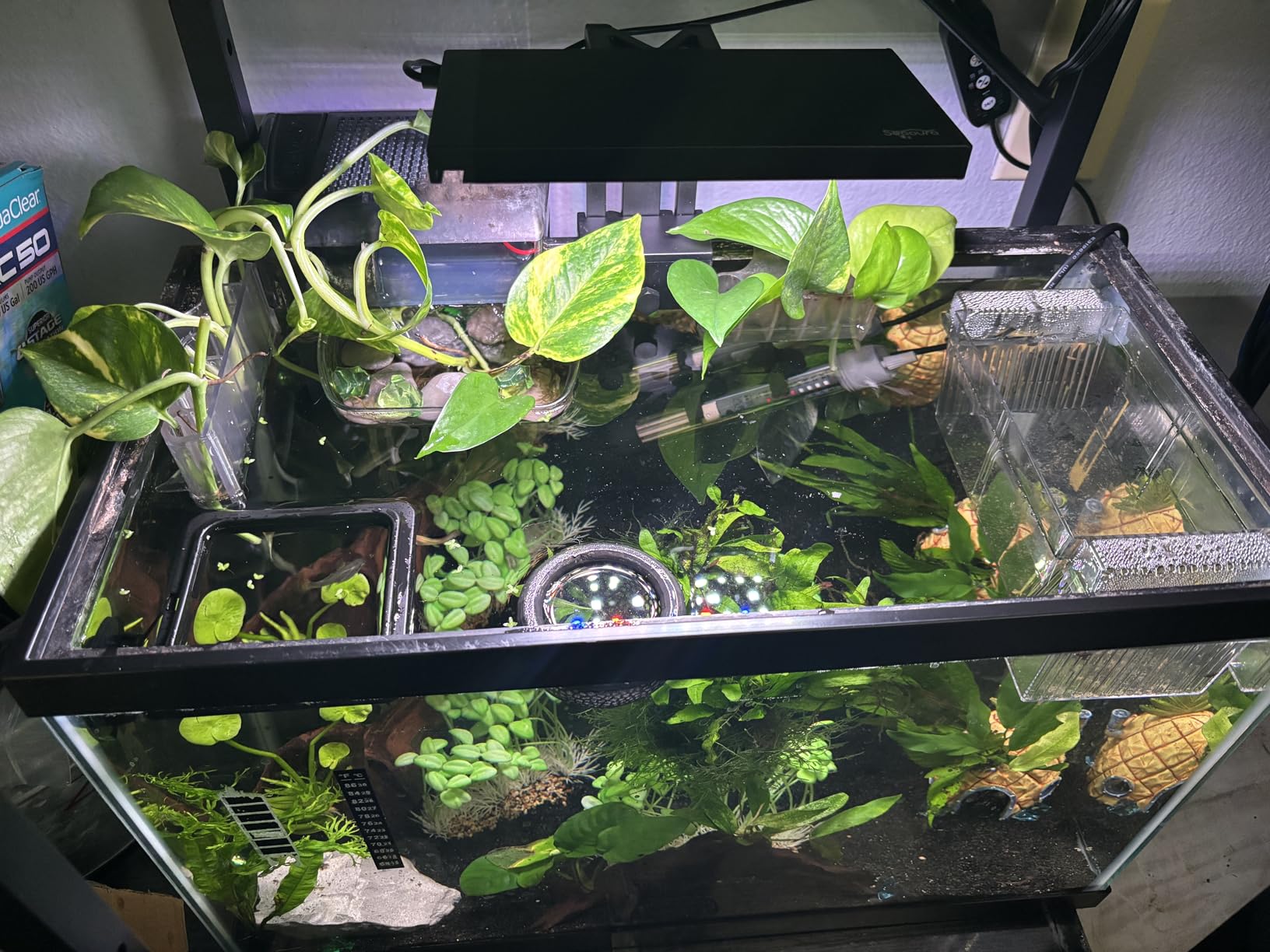 SEAOURA Clip On Aquarium Light for Plants-24/7 Fish Tank Light, 7-12 Inch customer photo 1