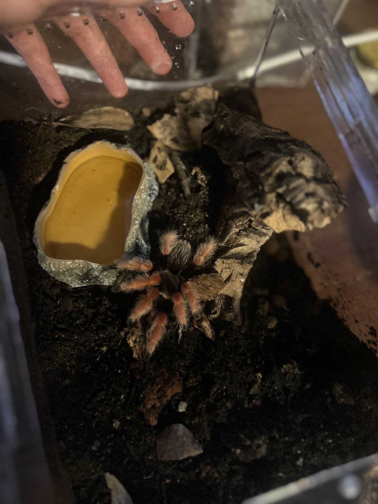 【No Assembly】 Reptile Tank Enclosure with Magnetic Button.12