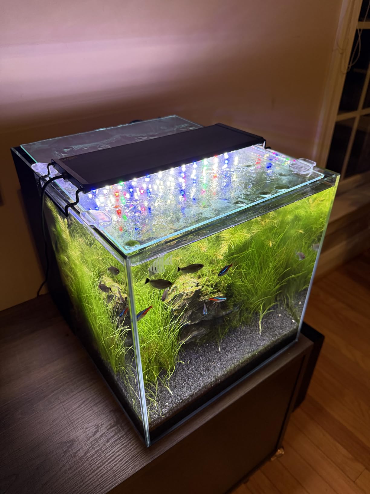 Coralland 8-Gallon Saltwater Aquarium - Ultra Clear Low Iron Glass, 45° Angled Joint Design, Crystal Clear Viewing, Perfect for Marine Fish & Reef Tanks & Freshwater customer photo 1