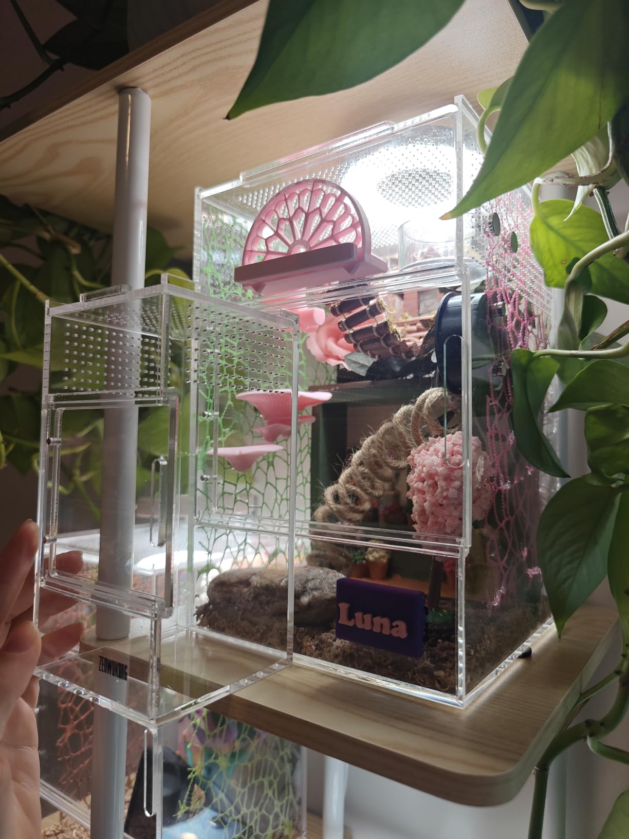 Jumping Spider Enclosure - Acrylic Terrarium Habitat for Spiders, Tarantulas, Snail, Mantis, Lizard, and Small Reptiles, Magnetic Doors (3x3x6 inch) customer photo 2