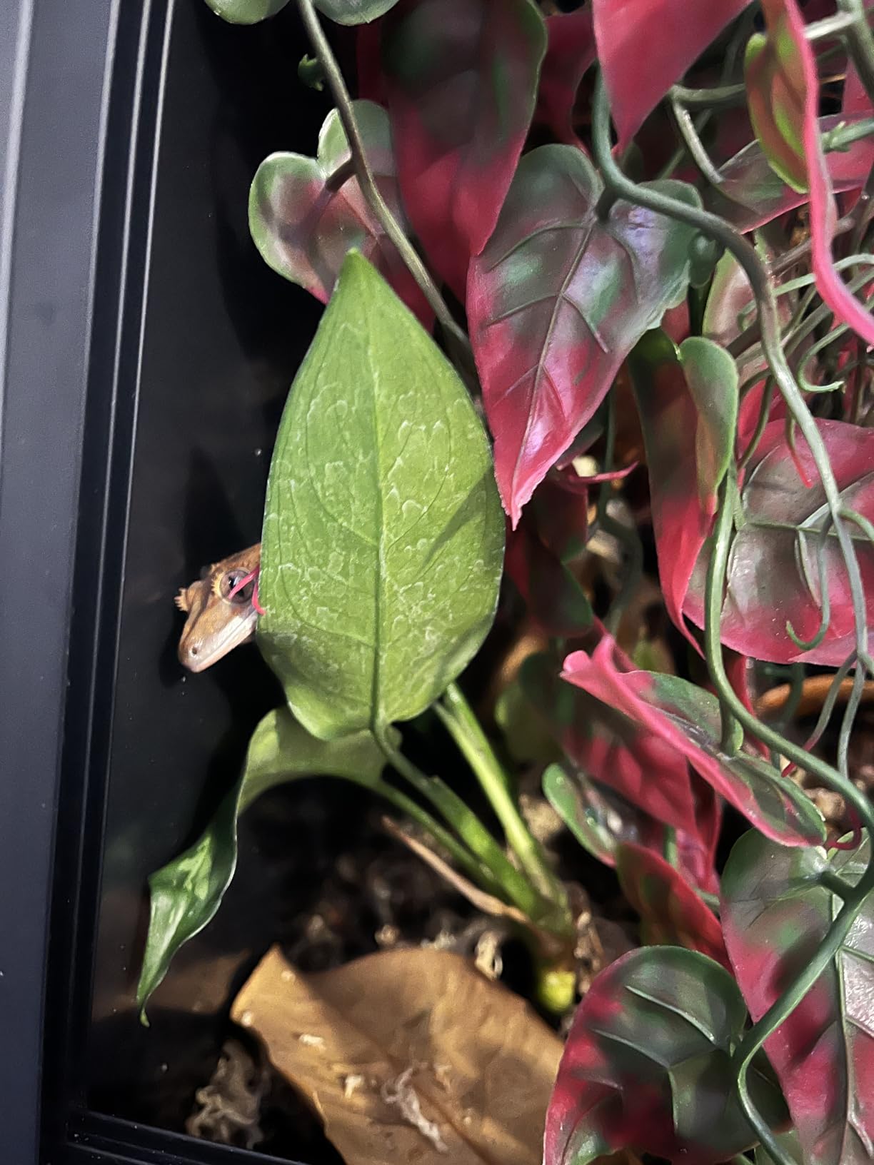 33 Gallon PVC Tall Reptile Terrarium, 18x18x24 Arboreal Enclosure customer photo 2