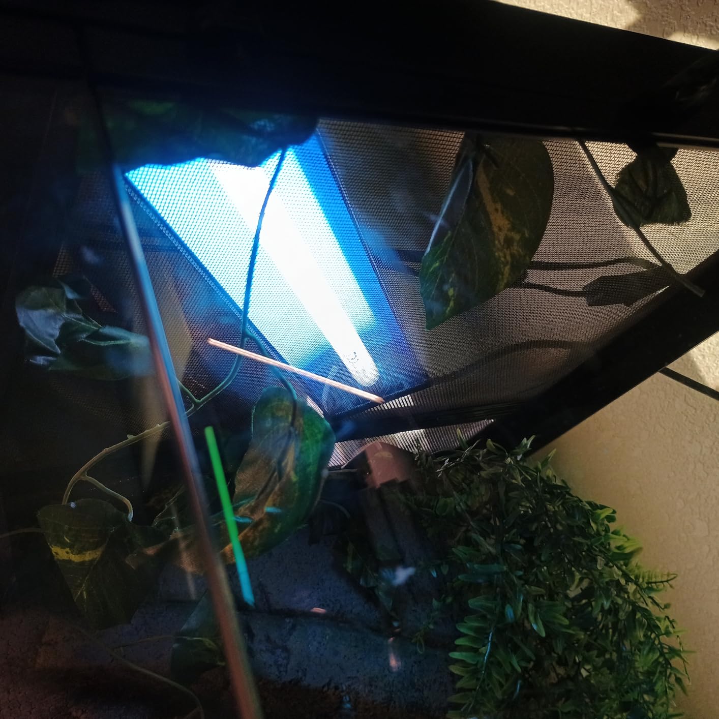 QZQ T5 10.0 UVB Reptile Light Fixture Combo Kit 8W customer photo 2