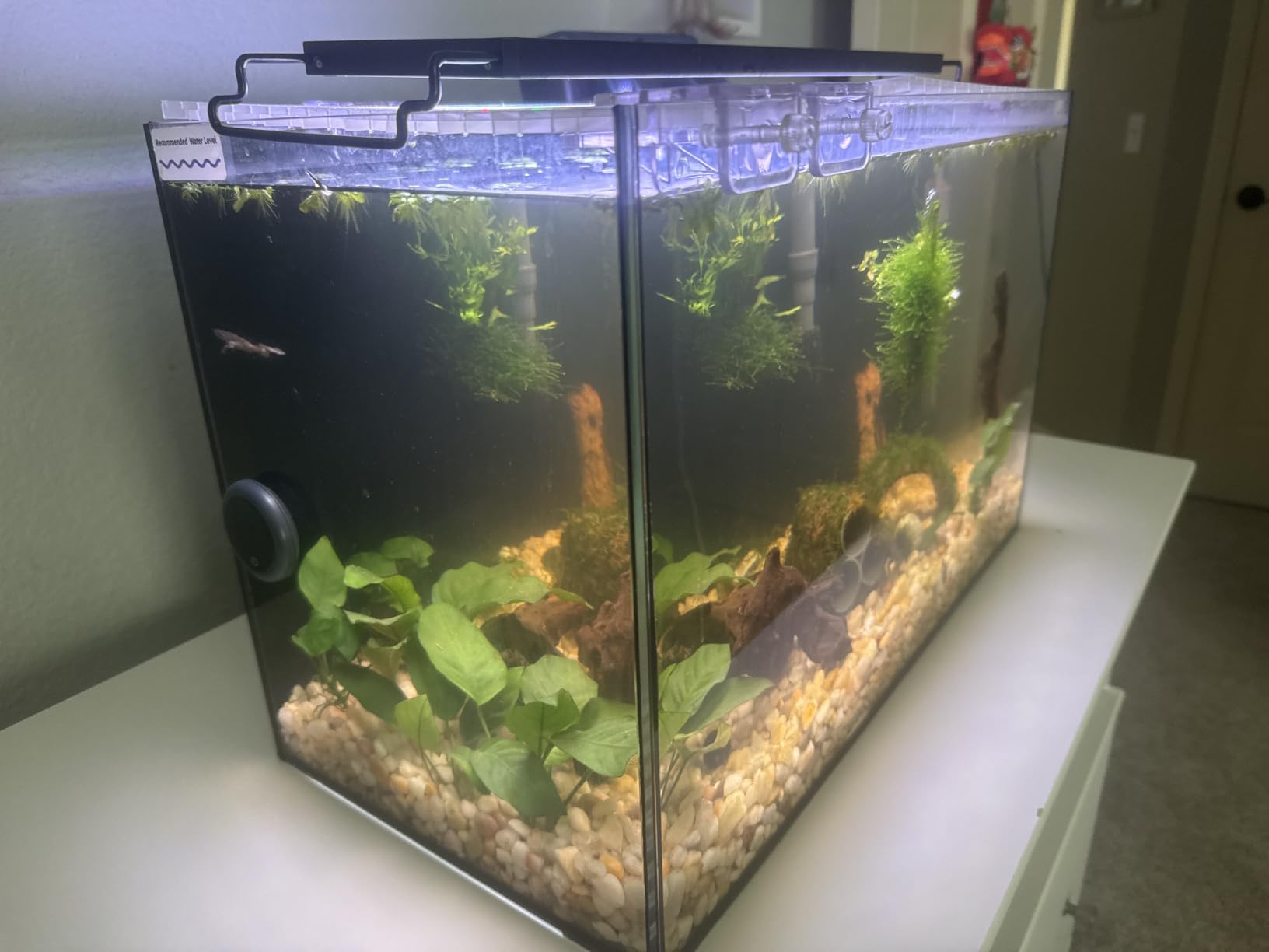 3 Gallon Small Fish Tank Glass Aquarium Set, Starter Kit with Heater Water Pump Cleaning Filter Bright Light Rocks Gravel Cleaning Tool, Leak-Proof Clear Rimless Desktop Spaces Saving Betta Fish customer photo 1