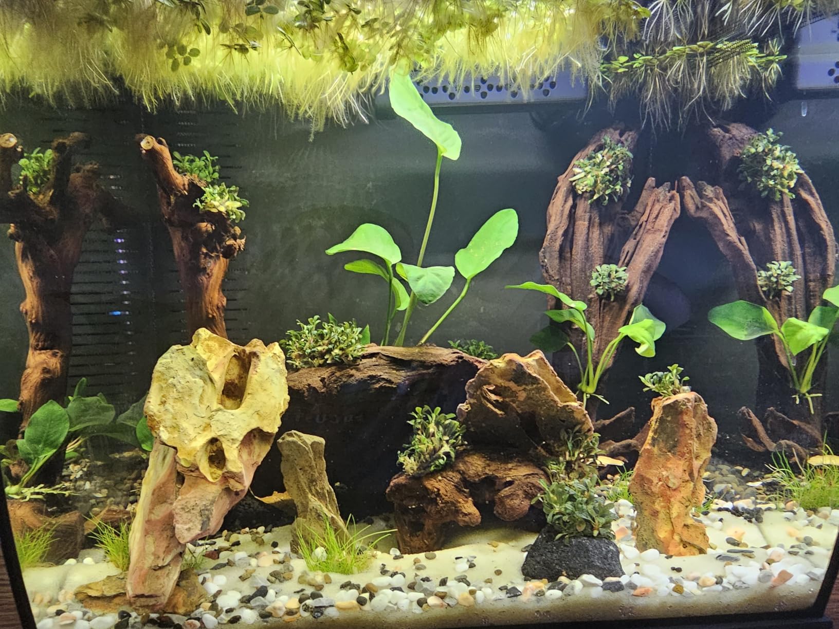 Fluval Flex 2.0 Aquarium Kit, 9 Gallon customer photo 1