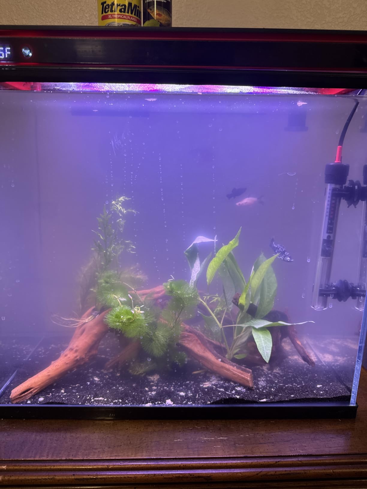 Coospider 20 Gallon Glass Fish Tank, Aquarium Starter Kit, Simple Self-Cleaning Aquarium with 3-Color LED Lights, with Quiet Filter Pump, with Temperature Monitoring for Fish, Shrimp, Kids Gift Ideas customer photo 1