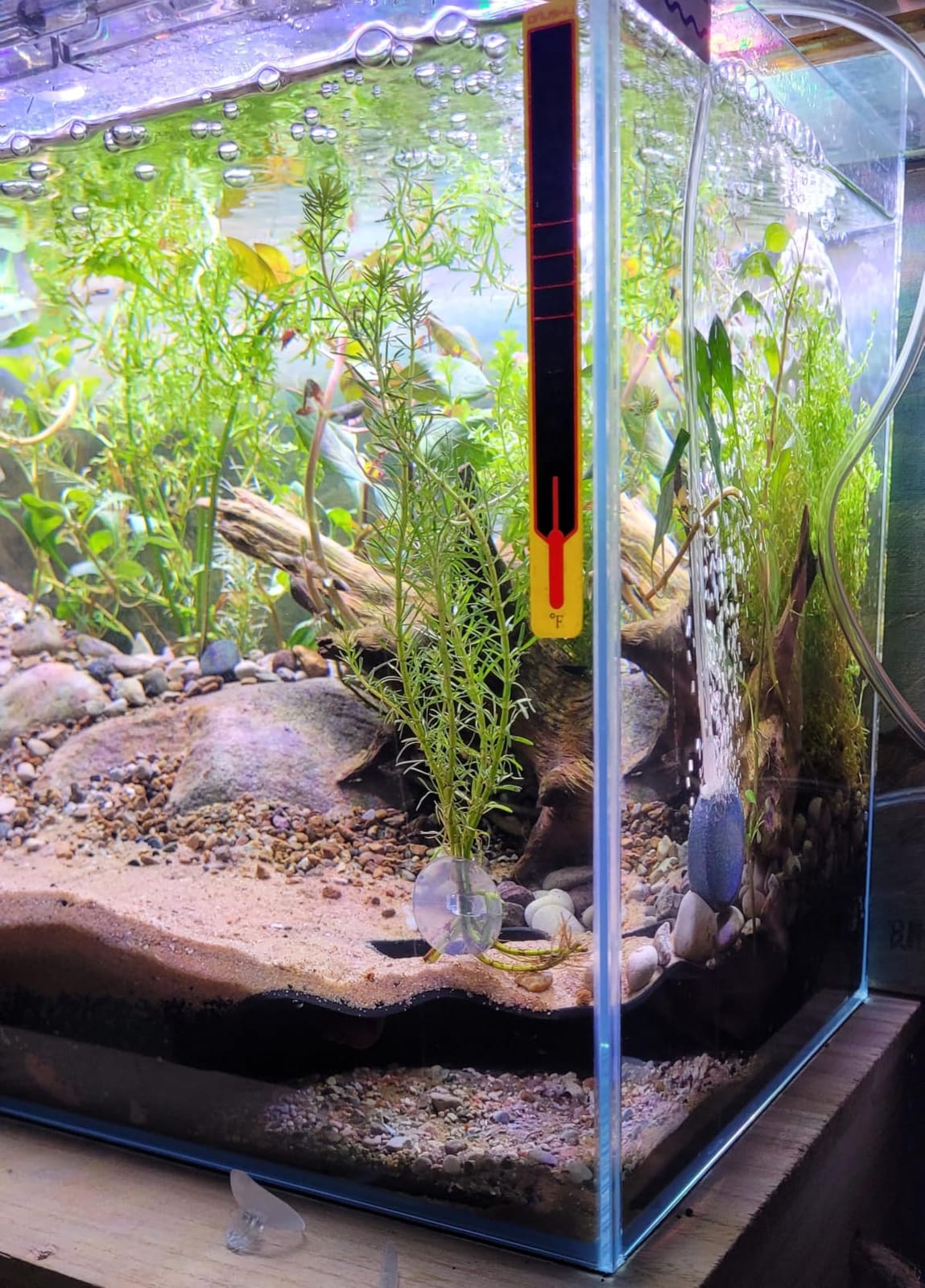 10 Gallon Glass Fish Tank Open-Back Lid, Aquarium Fish Bowl Cube for Betta Goldfish Snails Shrimp Aquatic Planting, Ultra Clear Rimless Low Iron customer photo 1