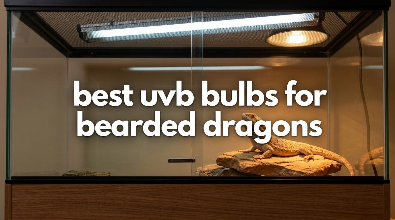 best uvb bulbs for bearded dragons