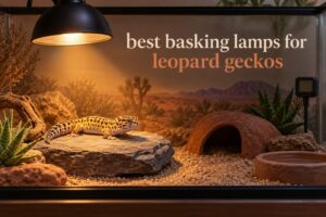 best basking lamps for leopard geckos