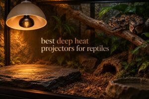 best deep heat projectors for reptiles
